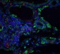 Caspase-5 Antibody